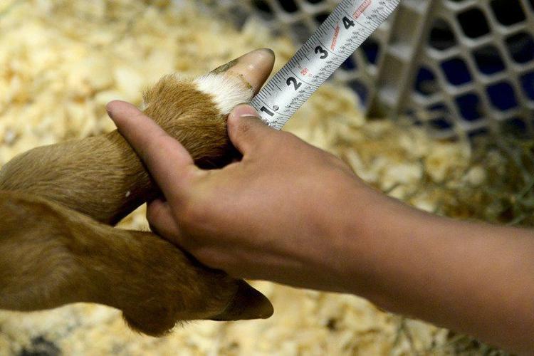 Disabled calf gets new lease on life at GHS | News | goshennews.com