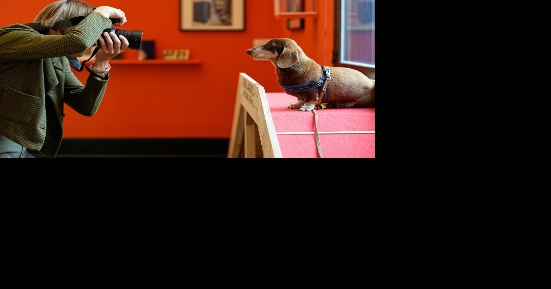Germany Dachshund Art Exhibition | National News | goshennews.com