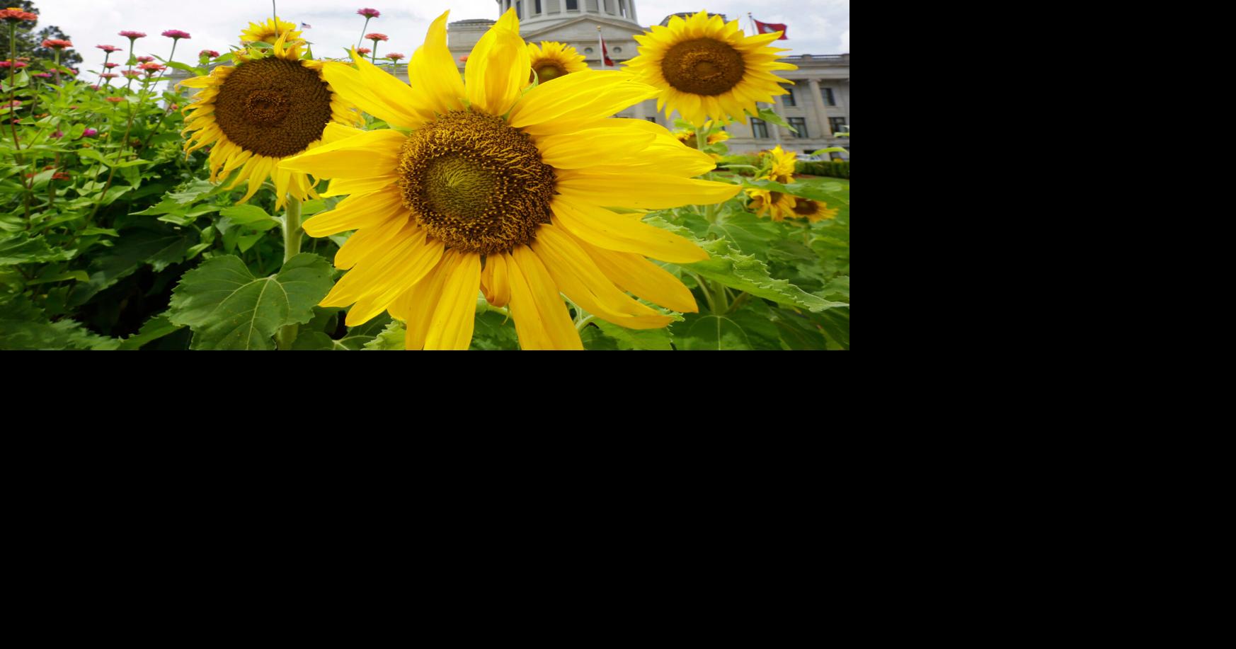 Election 2025 Decision Notes Arkansas