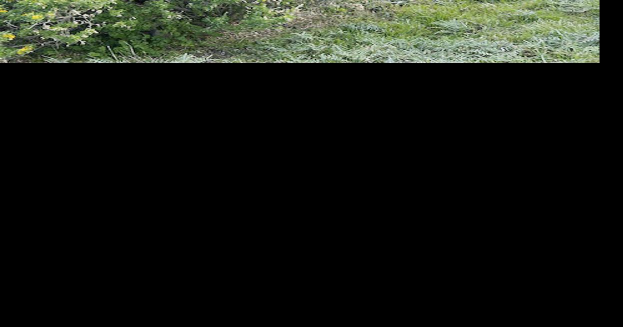 RACHEL SHENK: Thankful for family's traveling genes