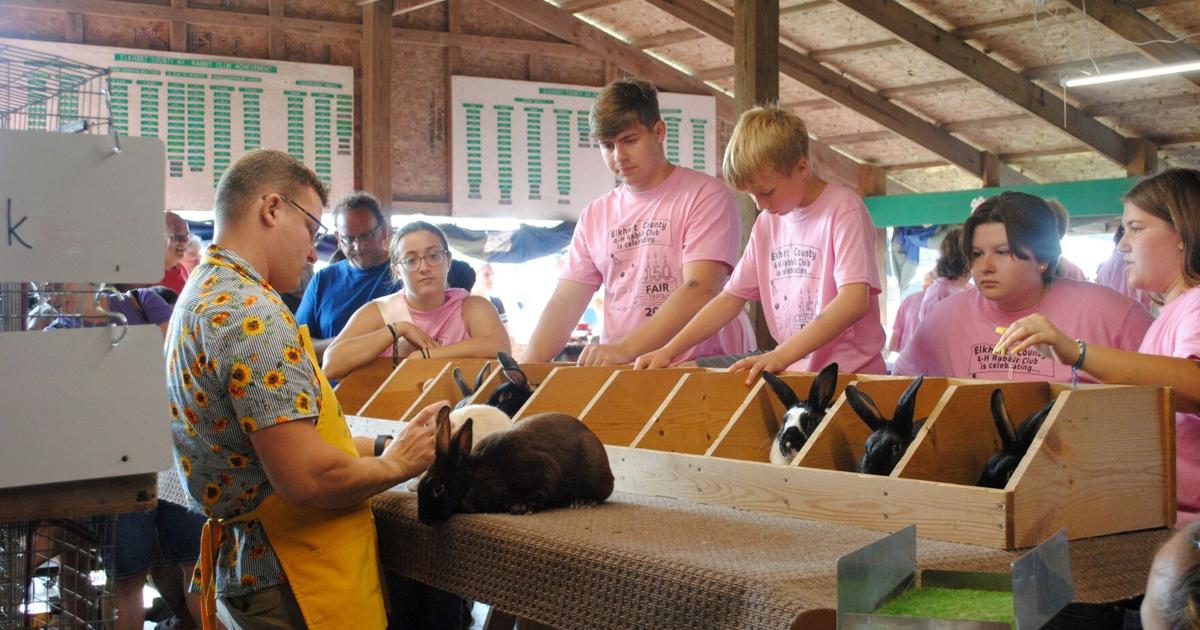 Fair Rabbids Rabbits showcased at Elkhart County 4-H Fair | News | goshennews.com