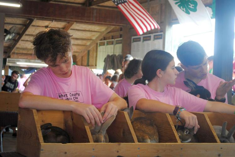 Rabbits showcased at Elkhart County 4-H Fair | News | goshennews.com