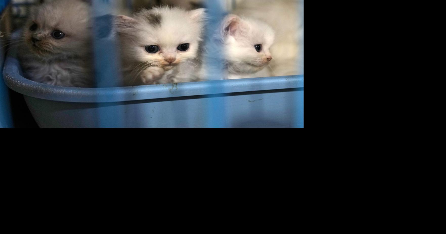 Lebanon Mother of Cats