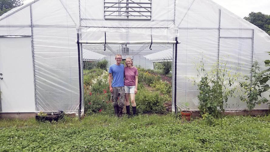 sensitive plant raised in jamaica carefully