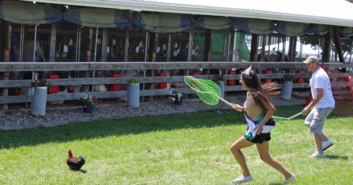 Poultry fly-off | News | goshennews.com