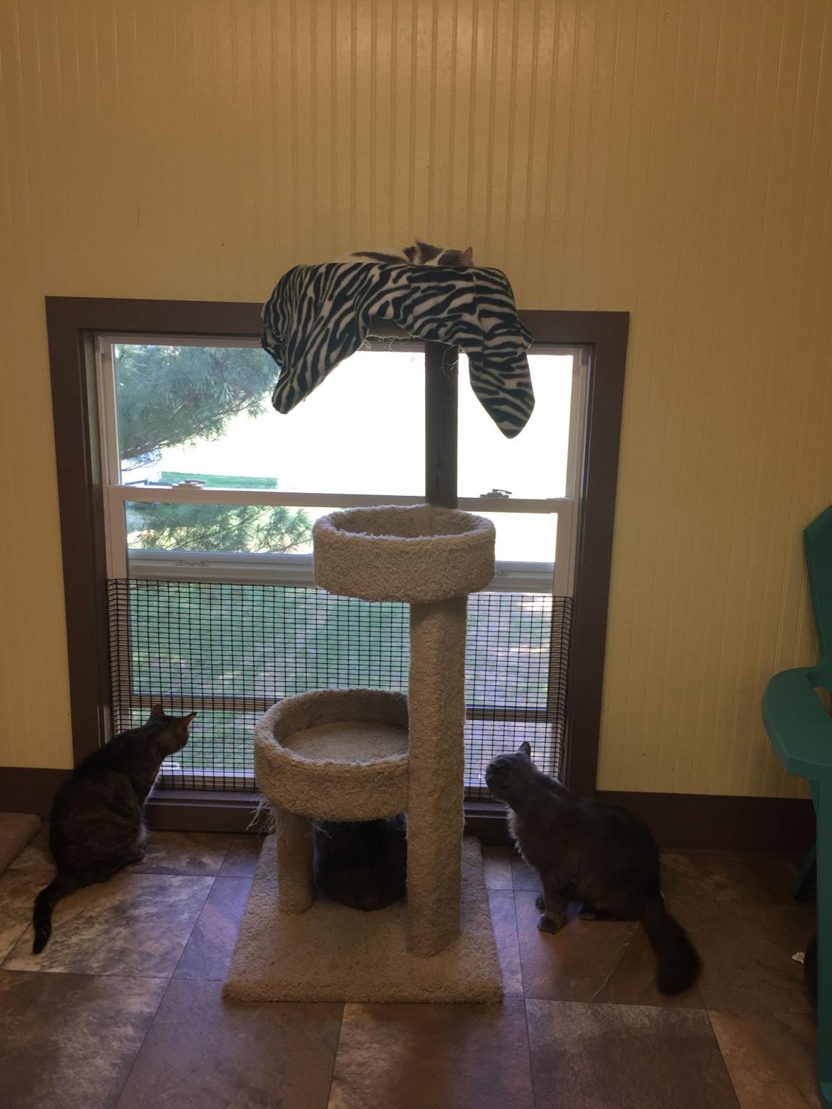Abandoned Felines Find A Home With A Familiar Call Thehartnews