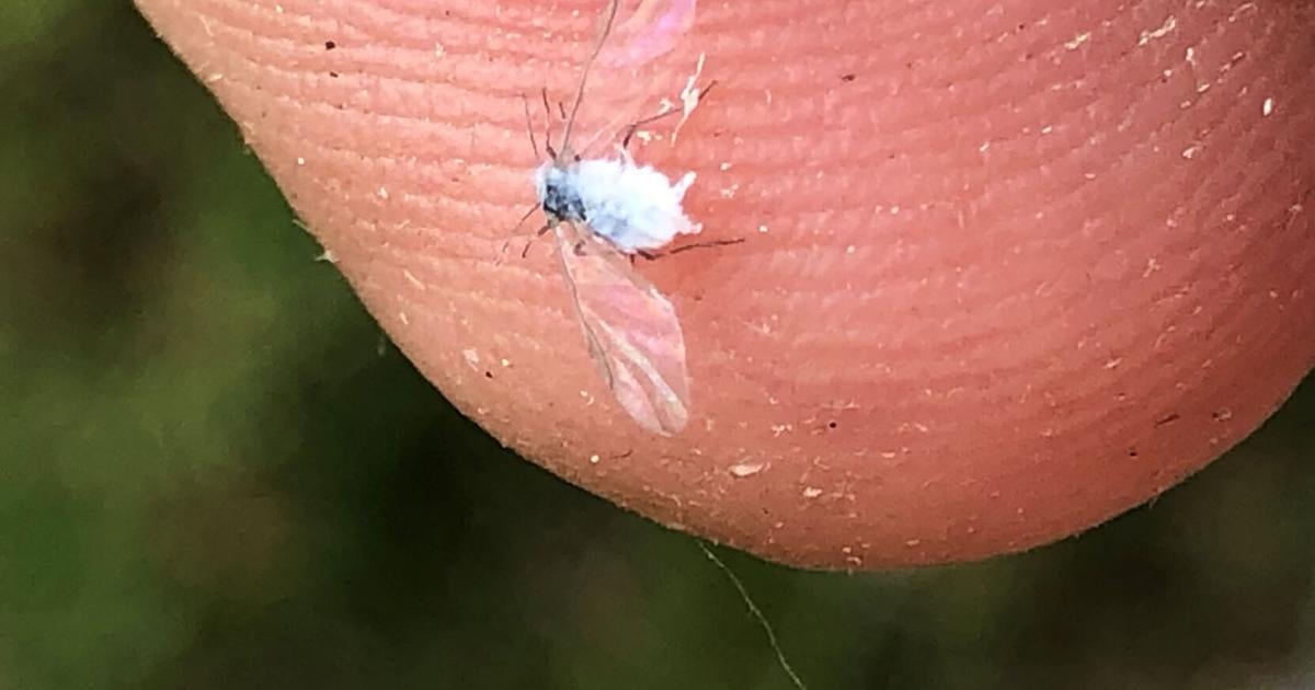 Woolly Aphids Resemble Tiny Cotton Balls Local News Goshennews Com Woolly Aphids Resemble Tiny Cotton Balls Local News Goshennews Com