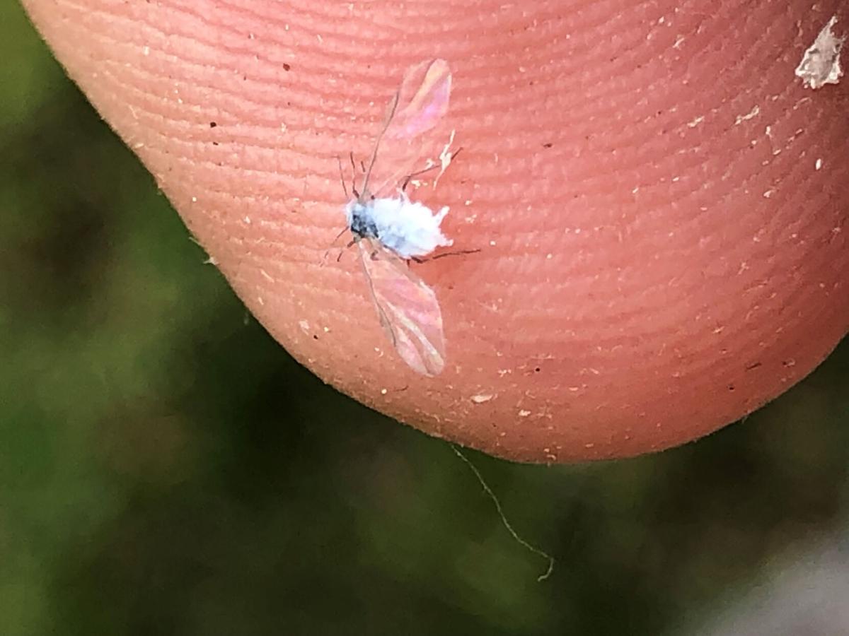 Woolly Aphids resemble tiny cotton balls, Local News