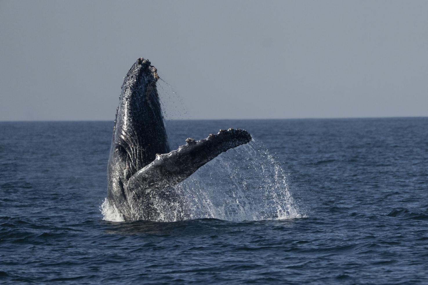 Brazil Whale Watching Tour | National News | goshennews.com