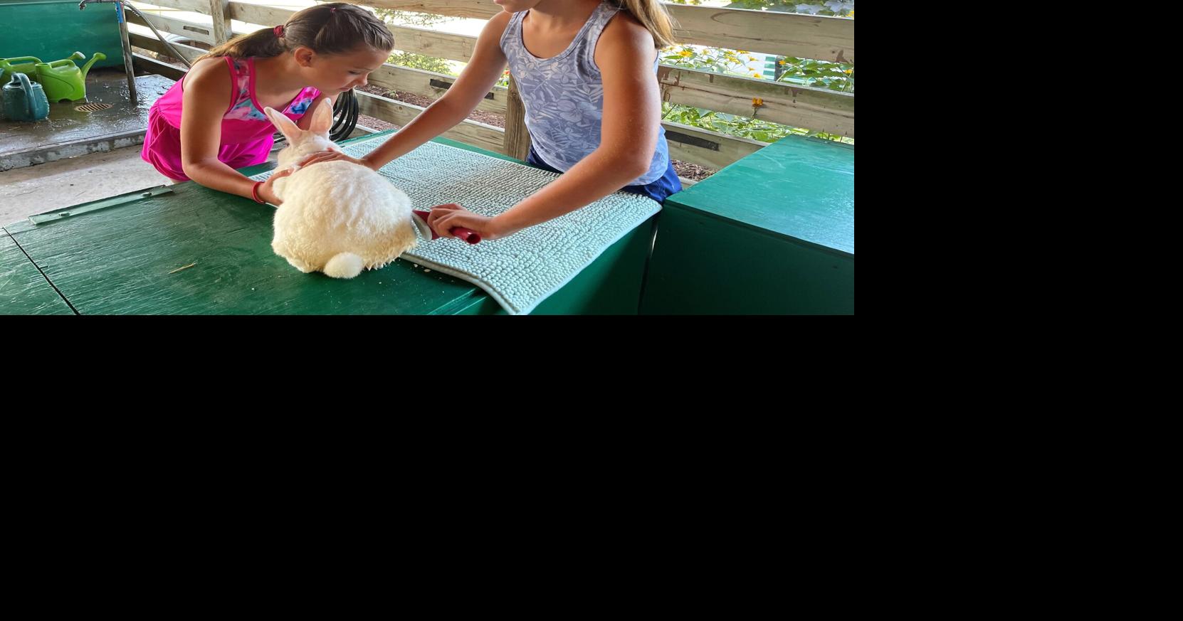 Rabbits a great introduction to the 4-H experience | Elkhart County 4h ...