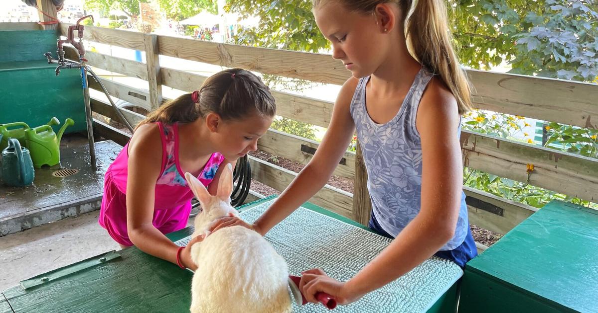 Rabbits a great introduction to the 4-H experience | Elkhart County 4h ...