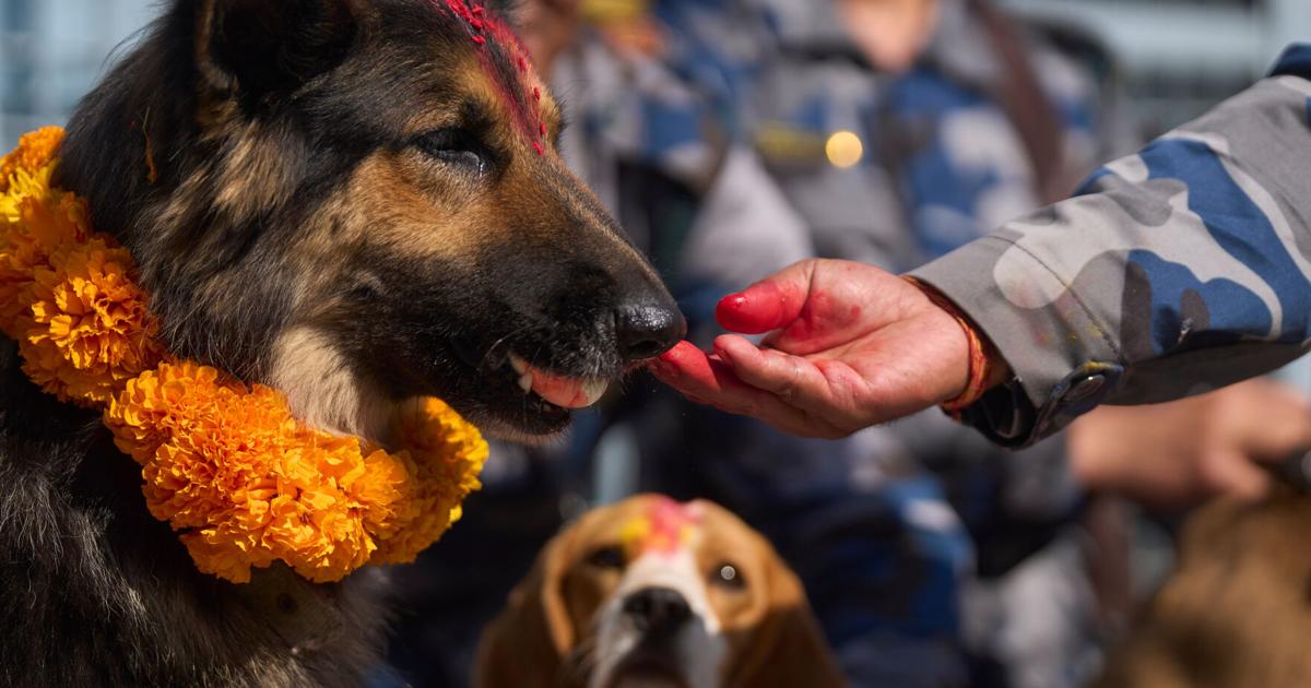 Nepal Dog Festival