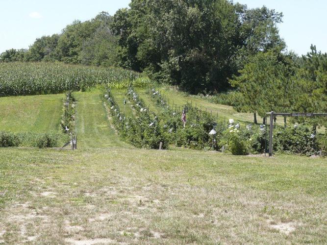 LAKE COUNTRY ESCAPADES Blue Barn Berry Farm a destination 'Upick