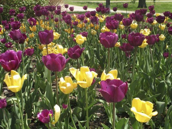 Wellfield Botanic Gardens celebrates National Public Garden Day with