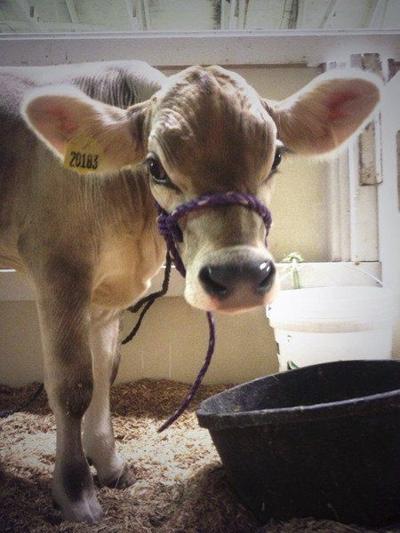 4 H Fair Dairy Feeder Calf Club Raising Funds For New Barn