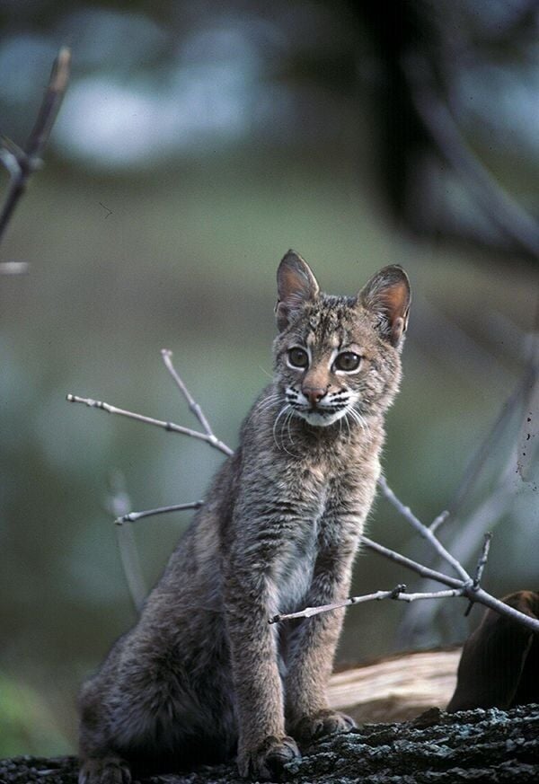 Editorial: DNR bobcat hunting rationale nonsensical | Opinion ...