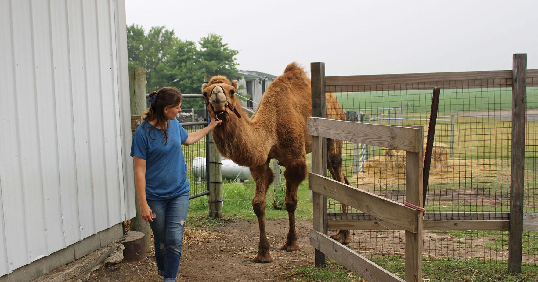 THANK A FARMER: Milford camel farm shares goals, advice - Vimarsana News