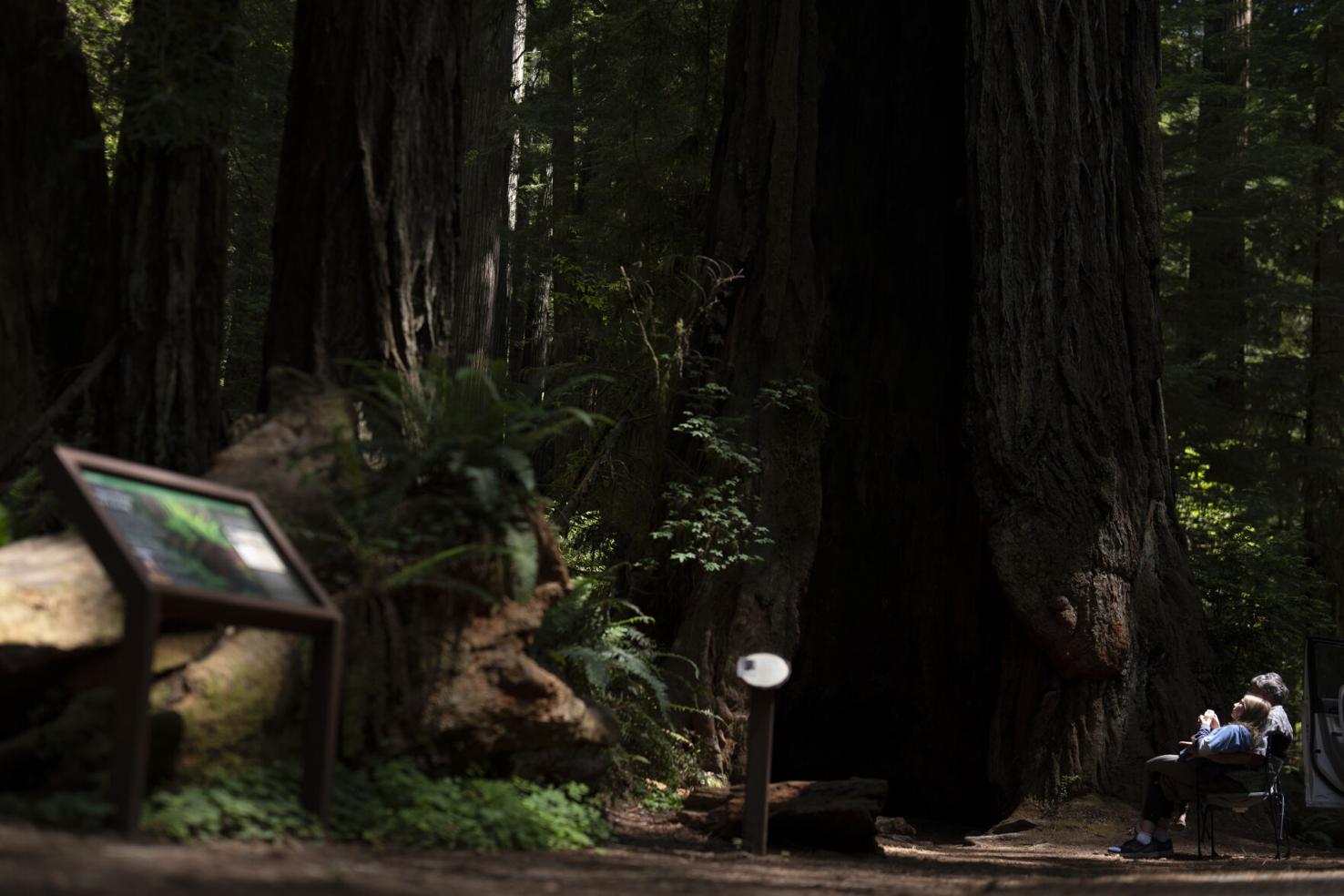 California Redwoods | National News | goshennews.com