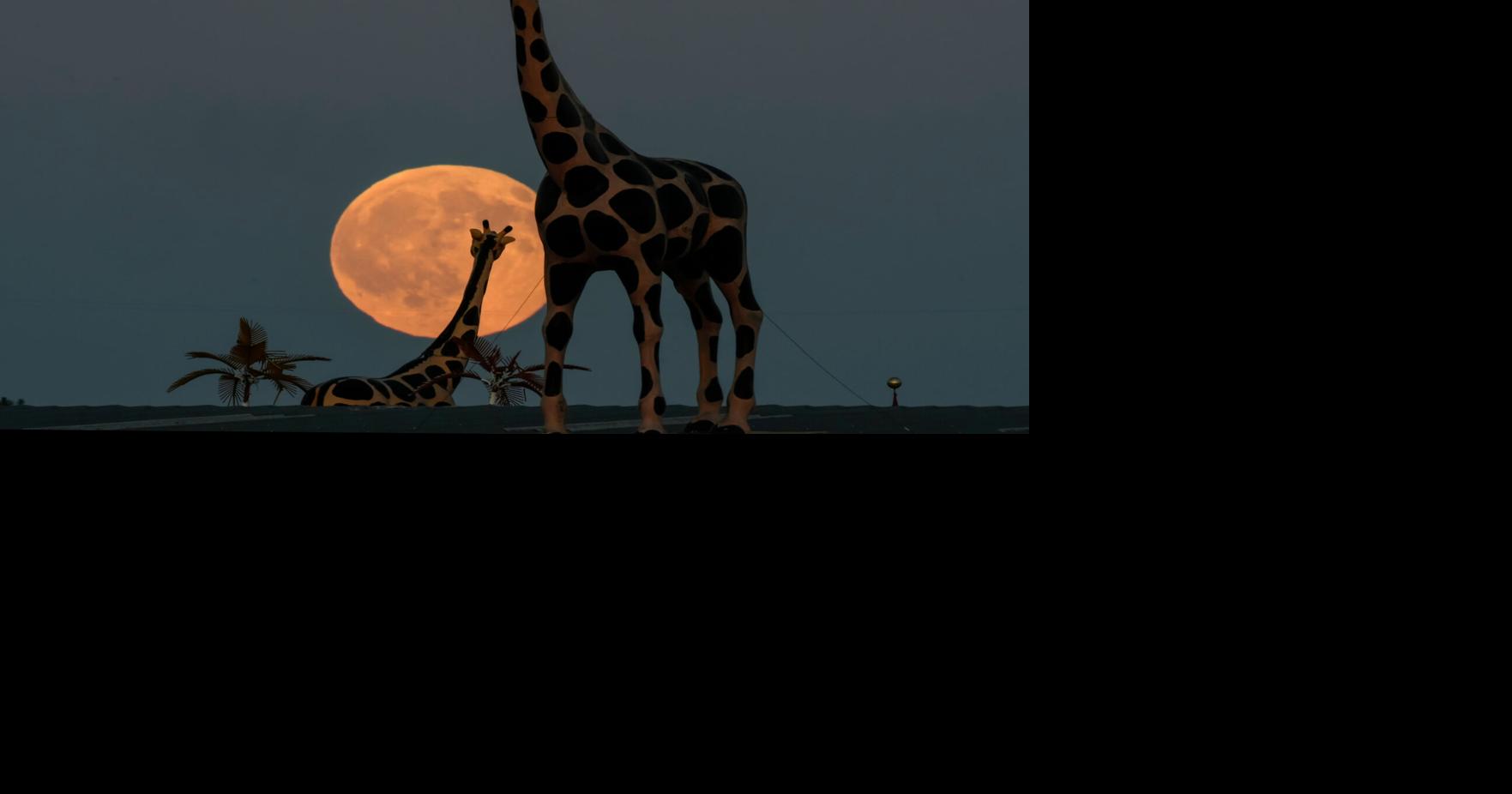 APTOPPIX Harvest Moon Ohio | National News | goshennews.com