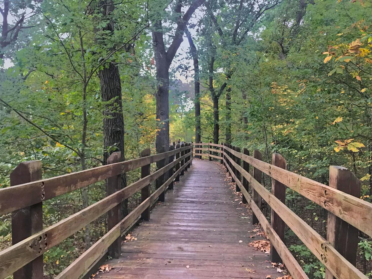 Wildlifewatching field trip to Pisgah Marsh planned News