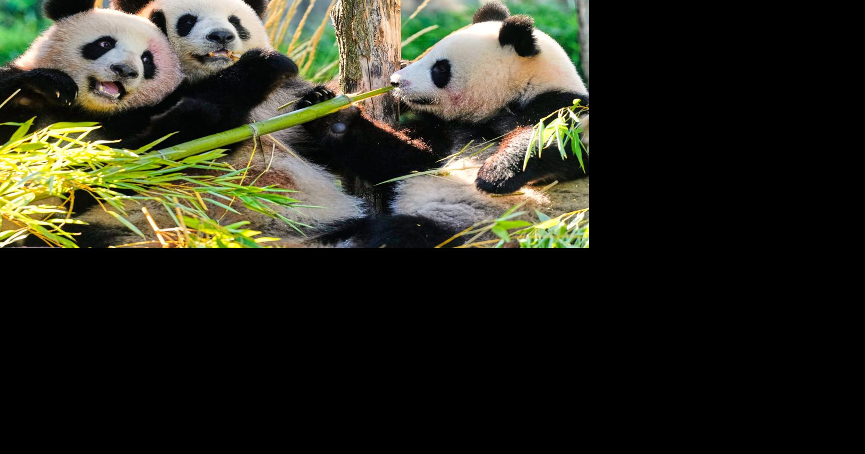 germany-panda-bears-national-news-goshennews