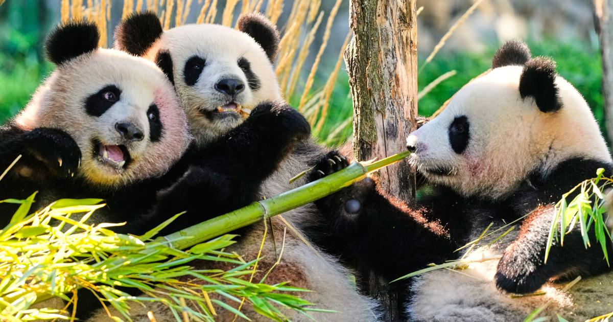 Germany Panda Bears National News Goshennews germany-panda-bears-national-news-goshennews