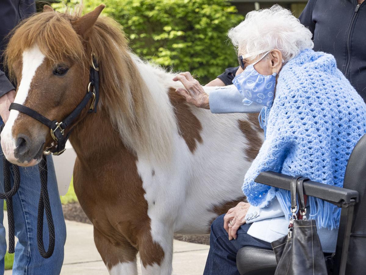 LoveWay Mini Horses bring Cheers to Residents at Hubbard Hill Living Wisdom Community