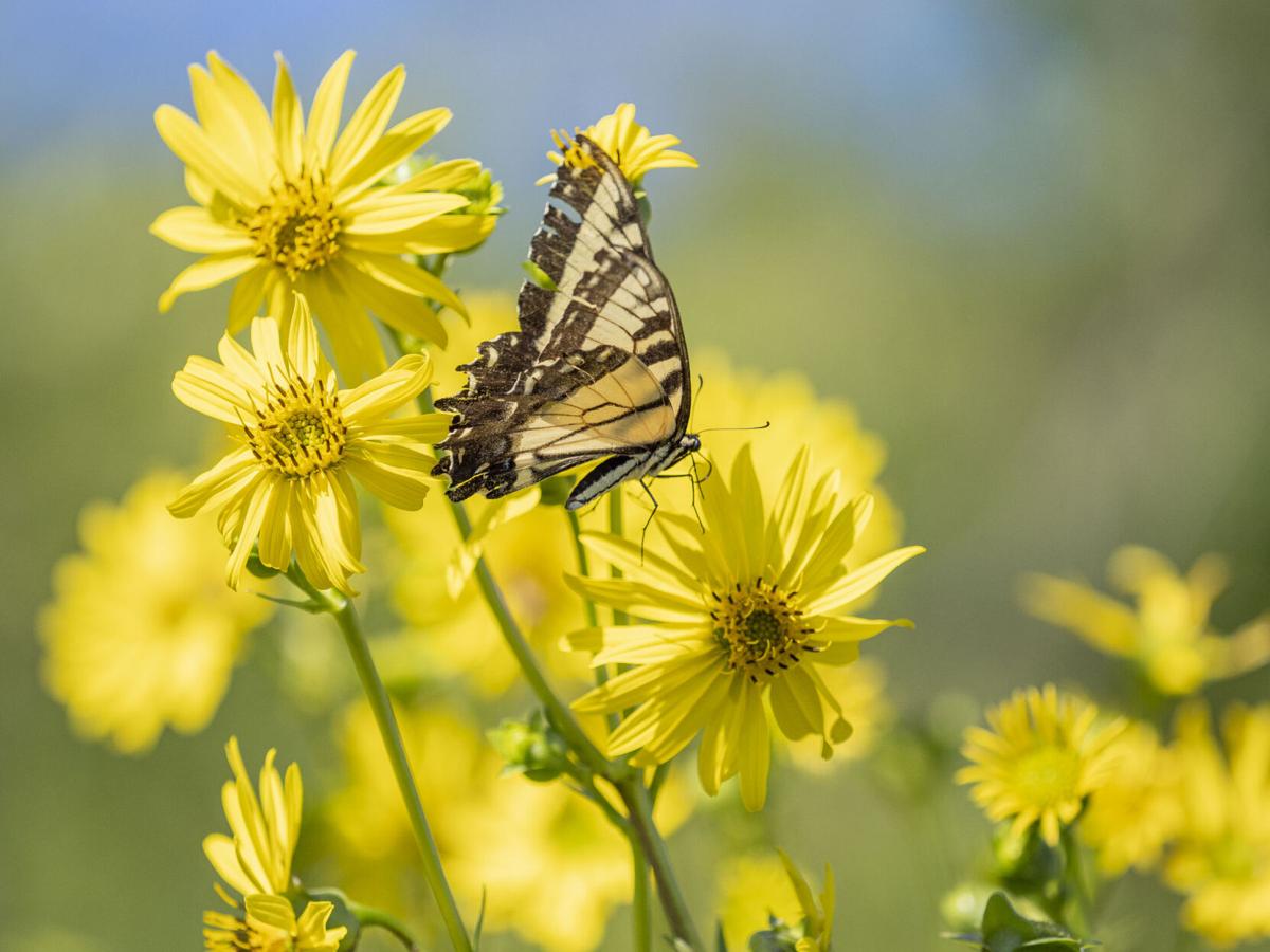 Life in the Prairies