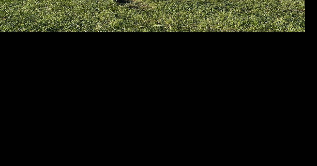 Driver airlifted from Kosciusko County crash scene News