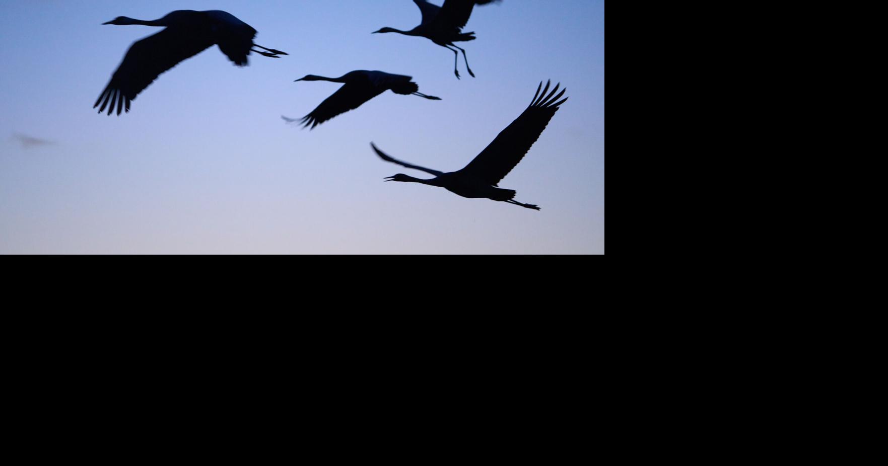 Israel Migrant Birds