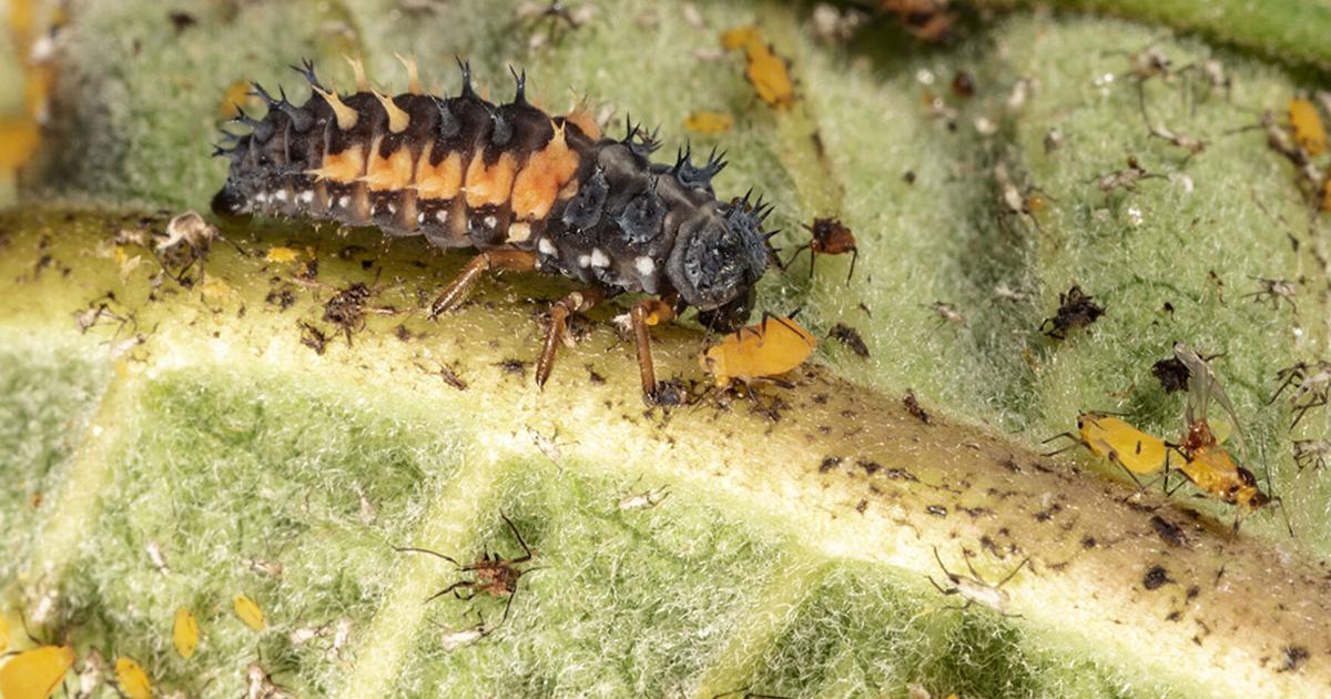 Biological Control of Pests – predators are hungry | News | goshennews.com