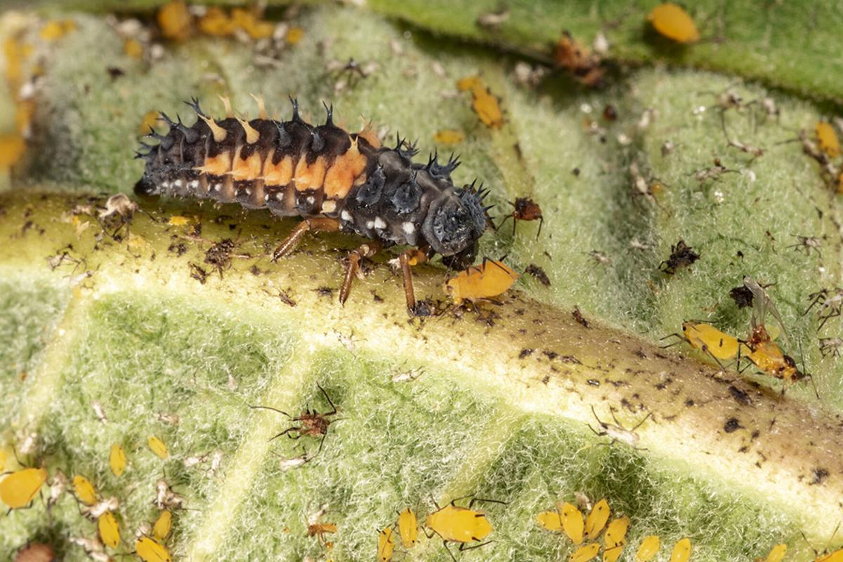 Biological Control Of Pests Predators Are Hungry News Goshennews Com