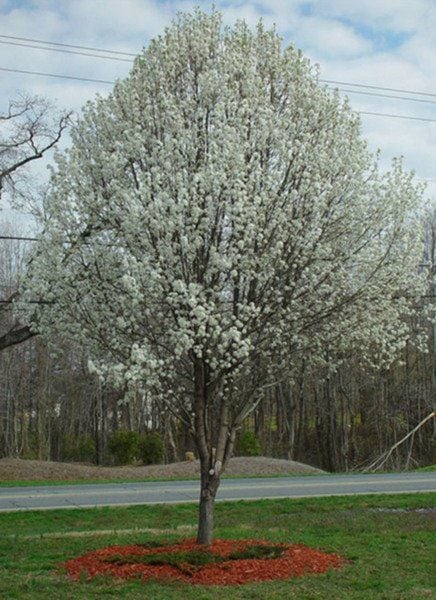 Ornamental Bradford pear tree is crowding out native trees | News ...