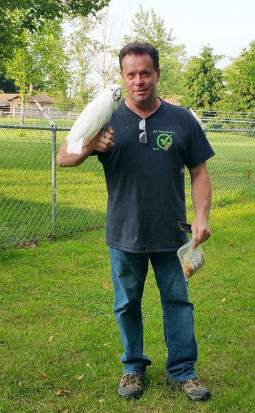 Bag of nuts finally lures runaway cockatoo in Millersburg