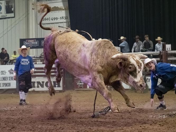 Bull Fest returned to Shipshewana Friday and Saturday | News ...