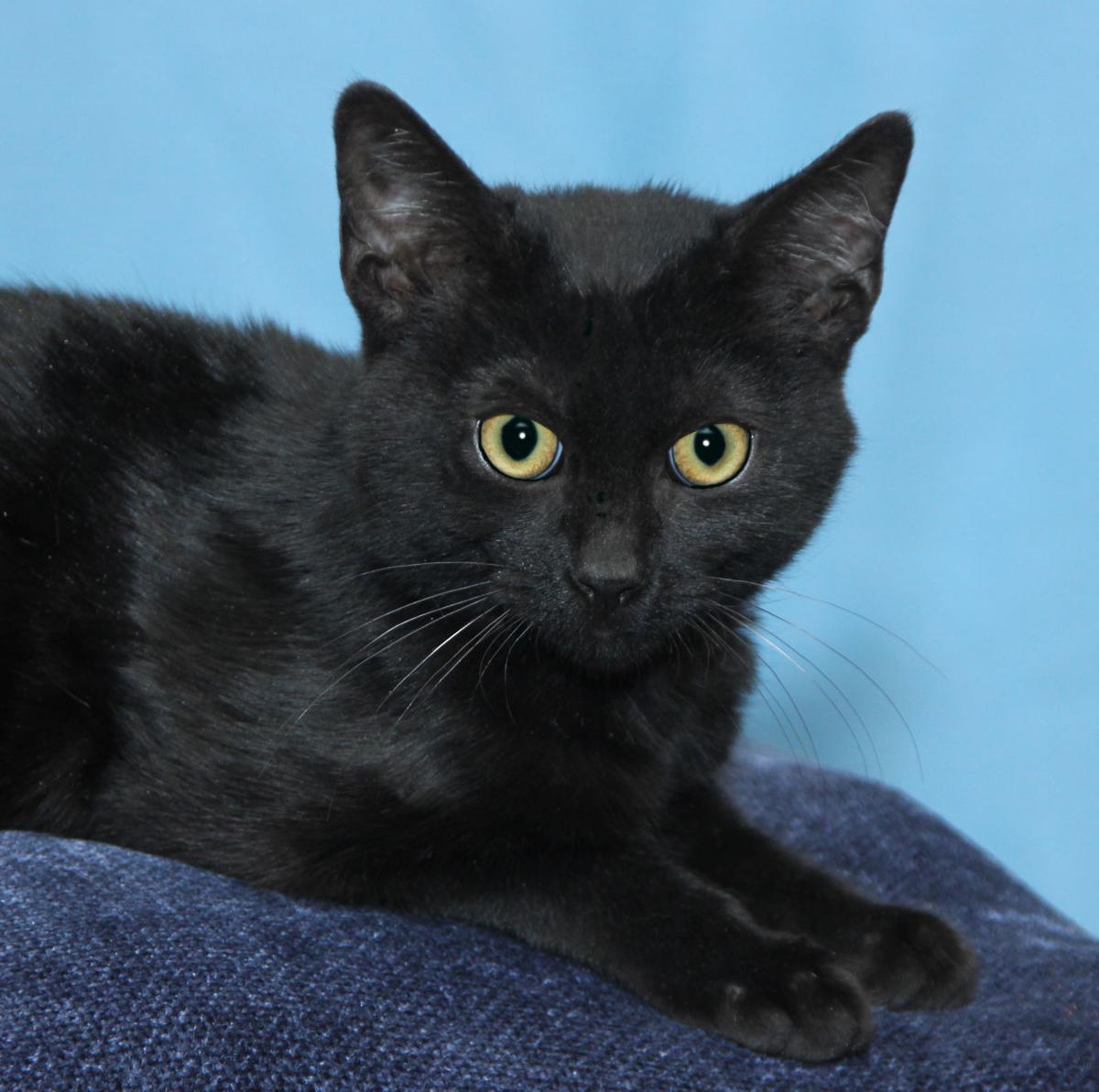 Slideshow Pets Of The Week Local News Goshennews Com