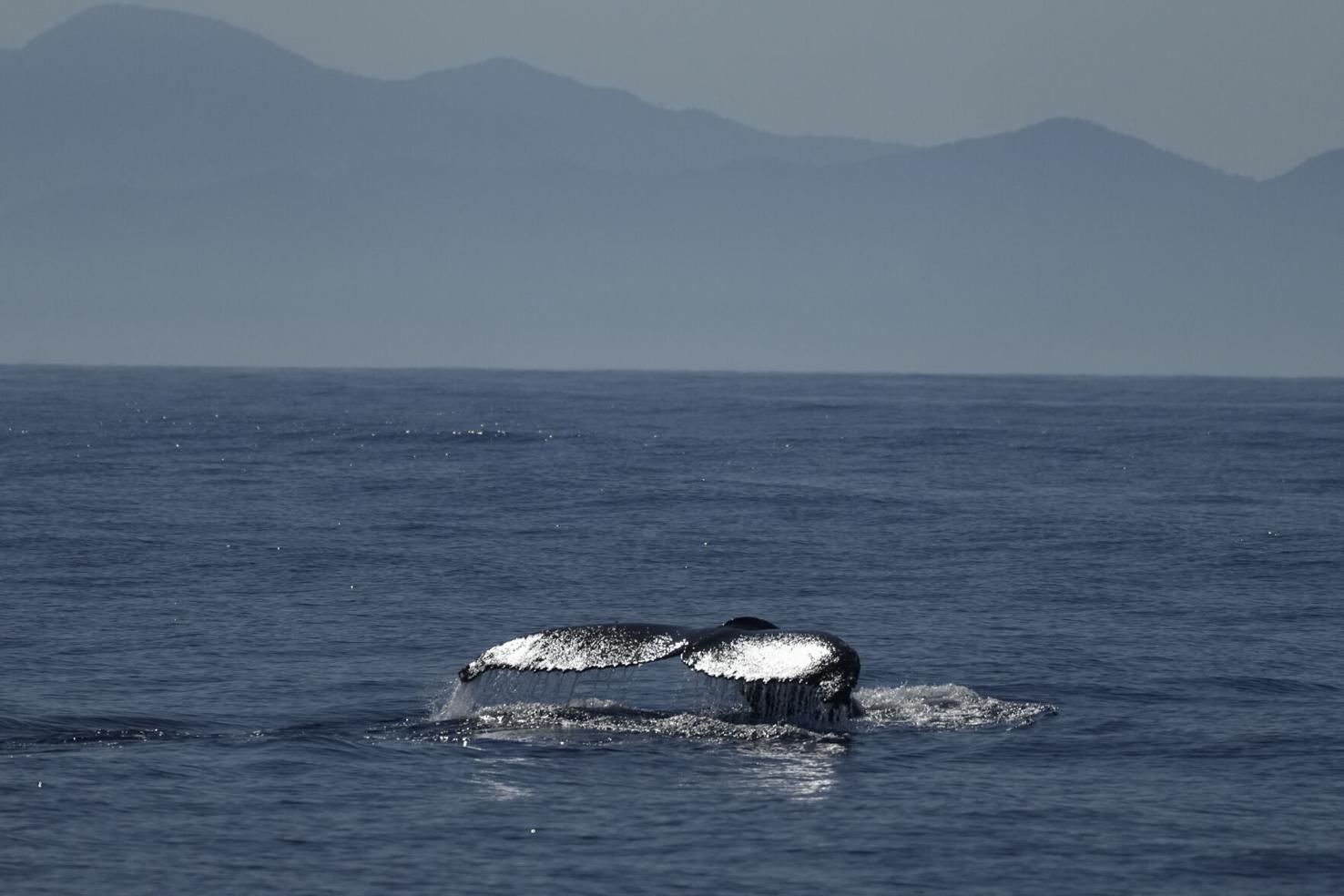 Brazil Whale Watching Tour | National News | goshennews.com