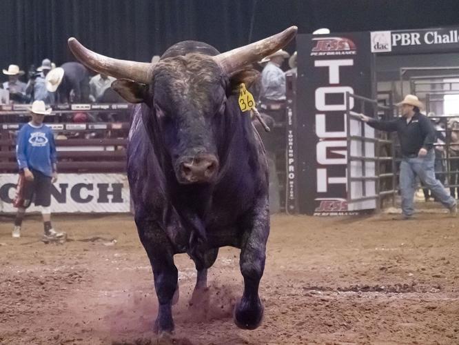 Bull Fest returned to Shipshewana Friday and Saturday | News ...
