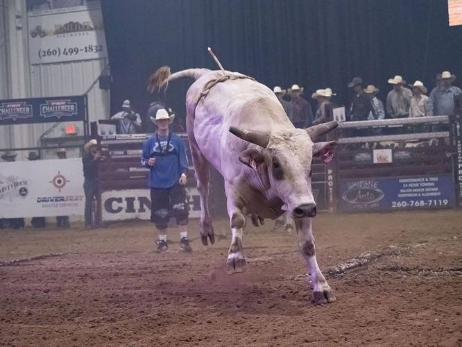 Bull Fest returned to Shipshewana Friday and Saturday | News ...