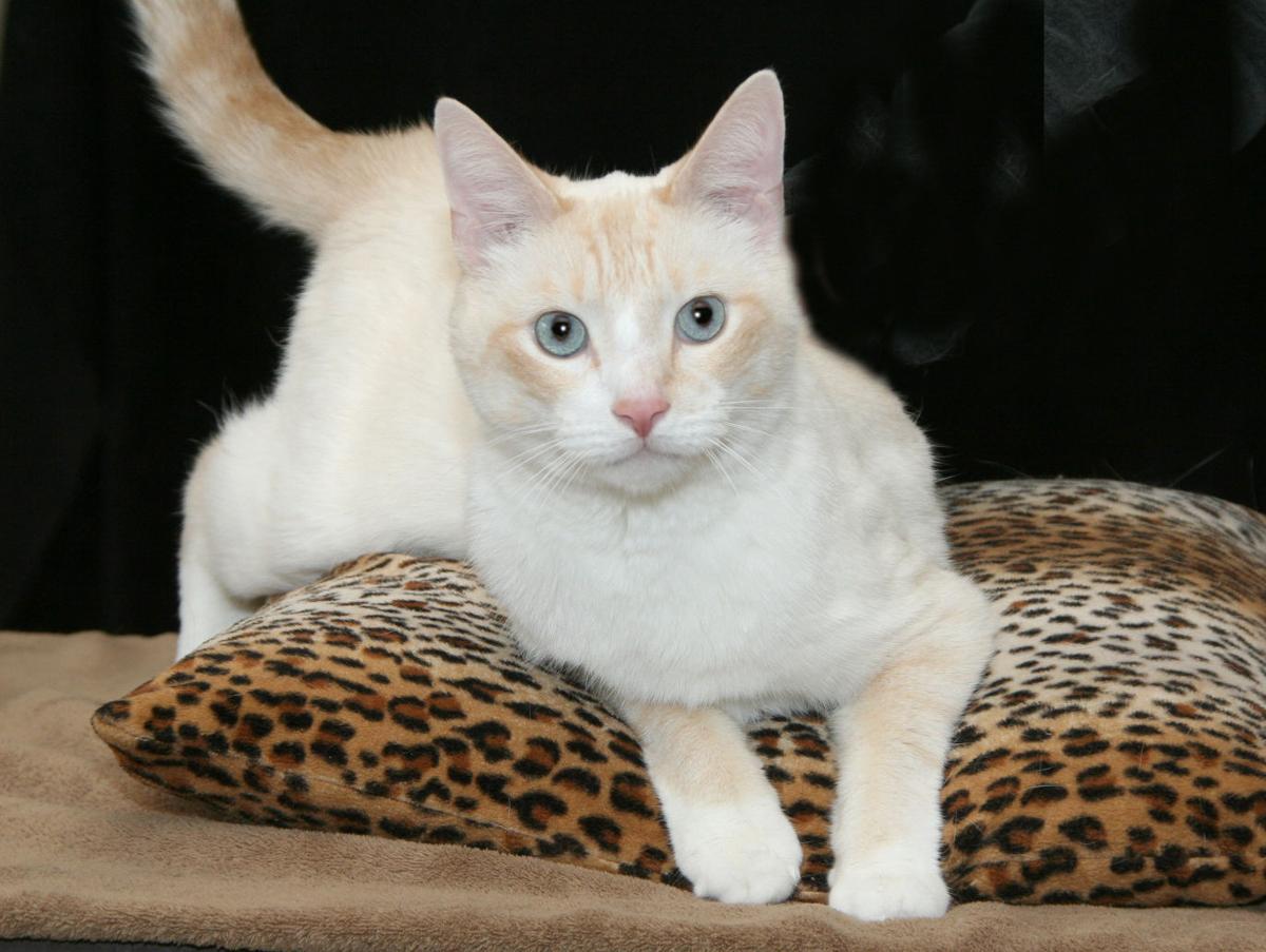 Slideshow Pets Of The Week News Goshennews Com