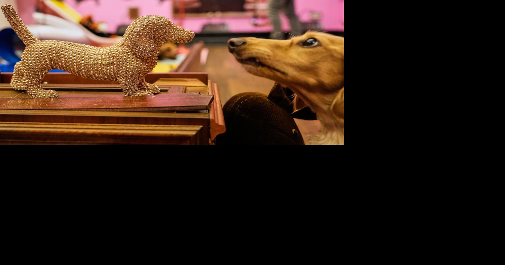 Germany Dachshund Art Exhibition | National News | goshennews.com