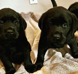 AKC Black Labrador Puppies $800