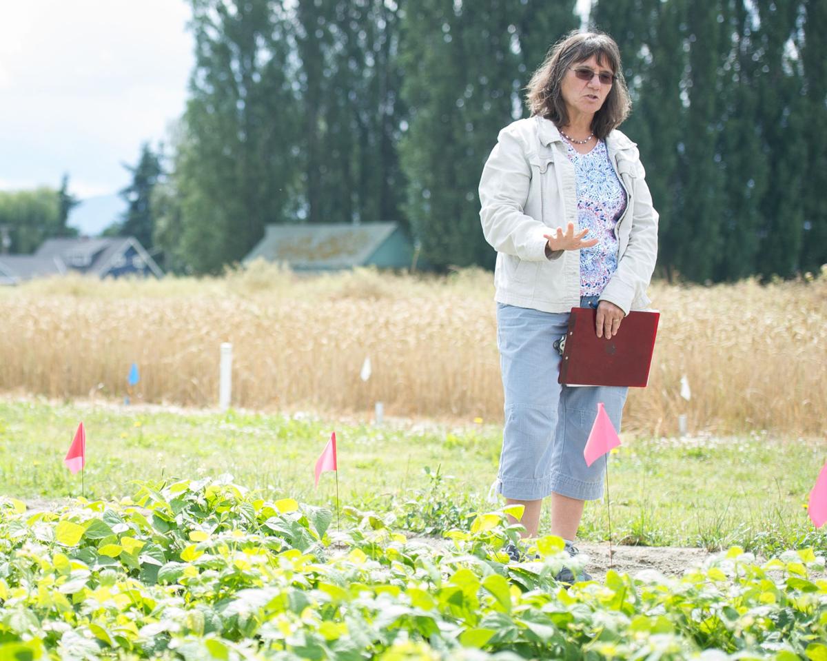 Wsu Professor Testing New Crops Local News Goskagit Com
