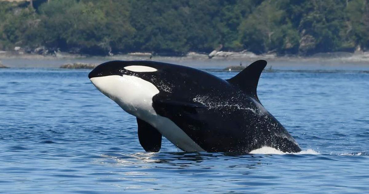 Orca Status Changing status of Southern Resident orca population continues to ...