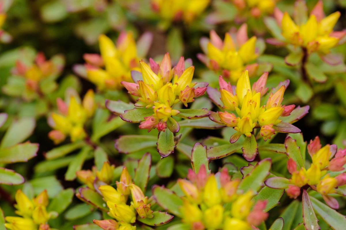 Ask the Master Gardener Growing succulents in the Pacific Northwest