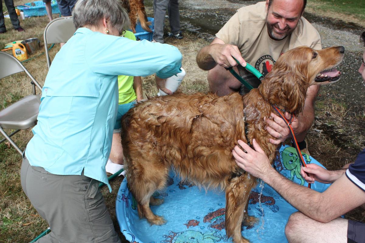 Pet Happenings Dog Wash Raises 7 000 For Animal Shelter