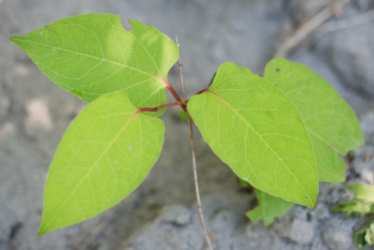 Earthcorps Fights Invasive Plants At Cumberland Creek Local News Goskagit Com