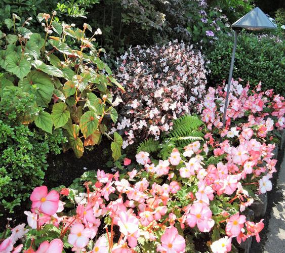 All About Begonias
