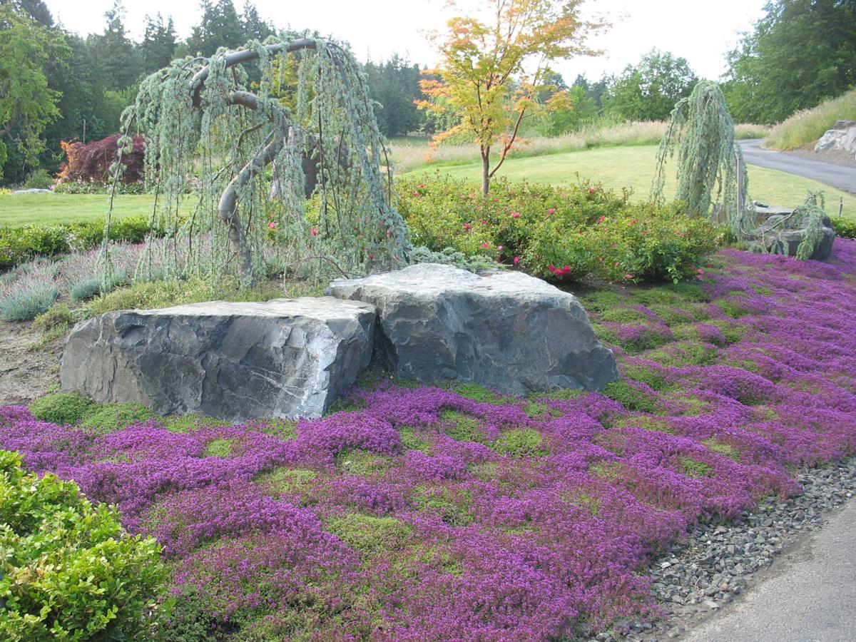Ask The Master Gardener A Drought Tolerant Garden An Approach