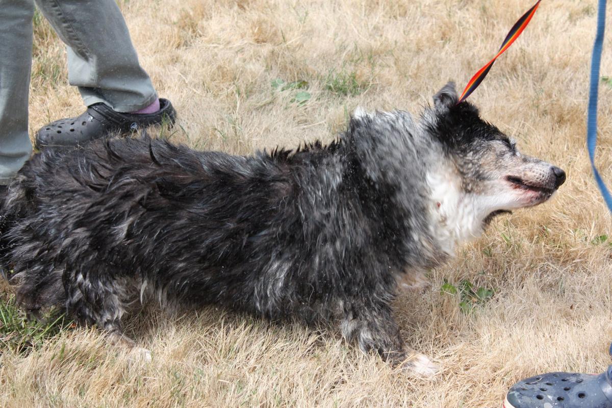 Pet Happenings Dog Wash Raises 7 000 For Animal Shelter